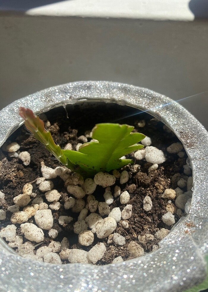 Canlı kaktüs - Görsel 2