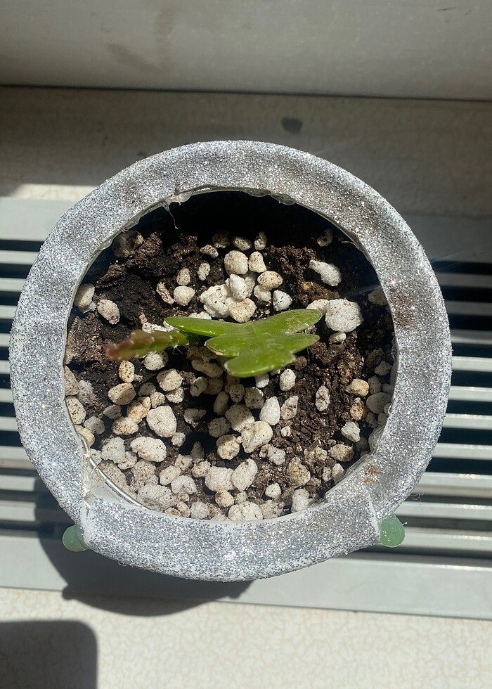 Canlı kaktüs - Görsel 3