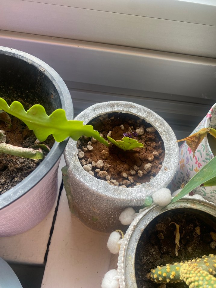 Canlı kaktüs - Görsel 4