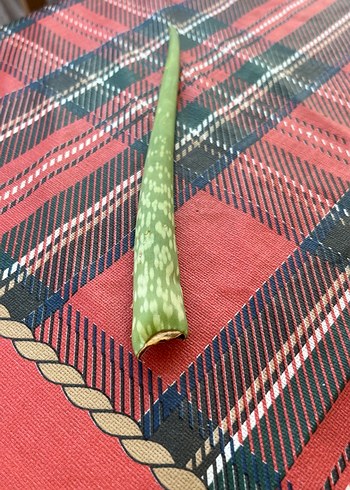 Koyu Yeşil Aloe Vera Bitkisi - Görsel 2