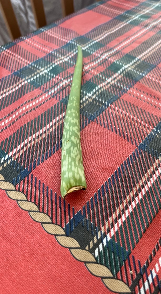Koyu Yeşil Aloe Vera Bitkisi - Görsel 2
