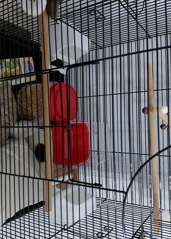 siyah Kuş Kafesi ve Aksesuarları - Görsel 5