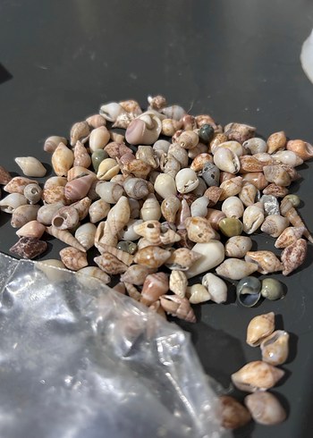 Kahverengi Yıldız ve Deniz Kabuğu Tırnak Süsleri - Görsel 2