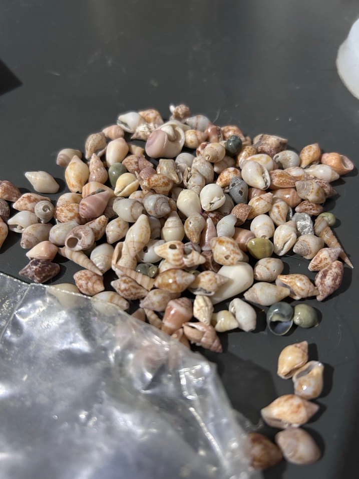 Kahverengi Yıldız ve Deniz Kabuğu Tırnak Süsleri - Görsel 2