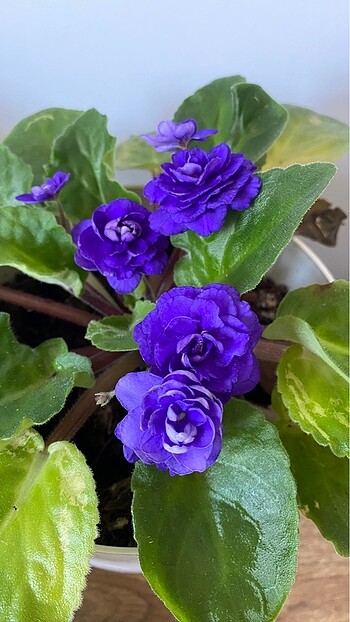 Menekşe Yaprağı (Farklı Renklerde)