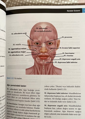  Sağlık Bilimleri İçin Anatomi Kitabı