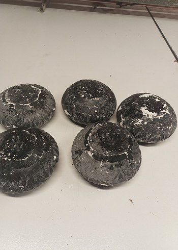 saksı çiçek bitki saksı - Görsel 4