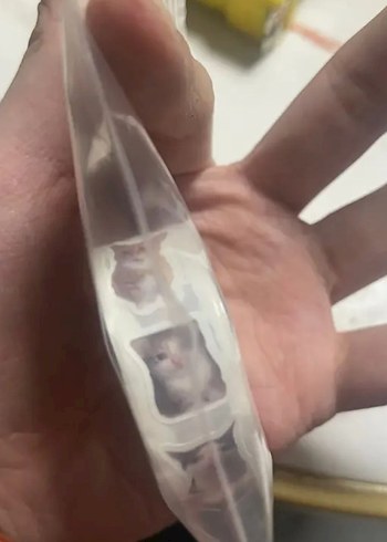 Beden Renk 500 Adet Beyaz Kedi Figürlü Sticker Bant