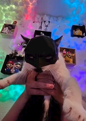 3d baskı Batman Kedi veya köpek maskesi - Görsel 2