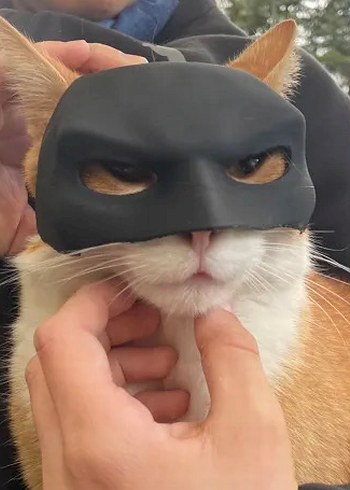 3d baskı Batman Kedi veya köpek maskesi - Görsel 3
