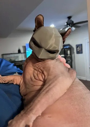 3d baskı Batman Kedi veya köpek maskesi - Görsel 6