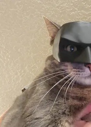 3d baskı Batman Kedi veya köpek maskesi - Görsel 9