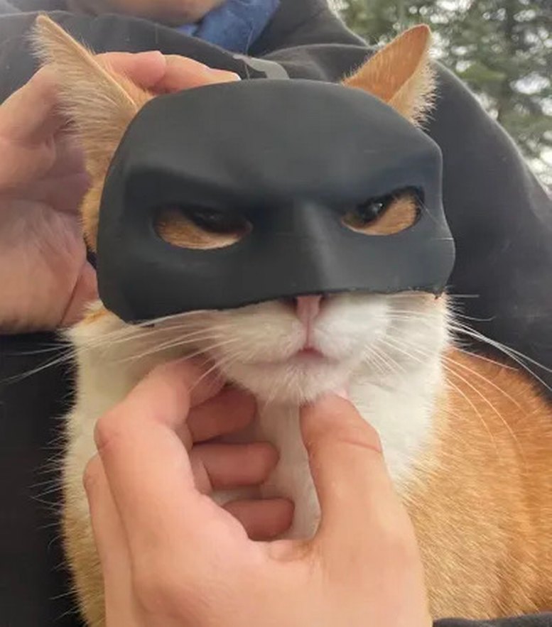 3d baskı Batman Kedi veya köpek maskesi - Görsel 3