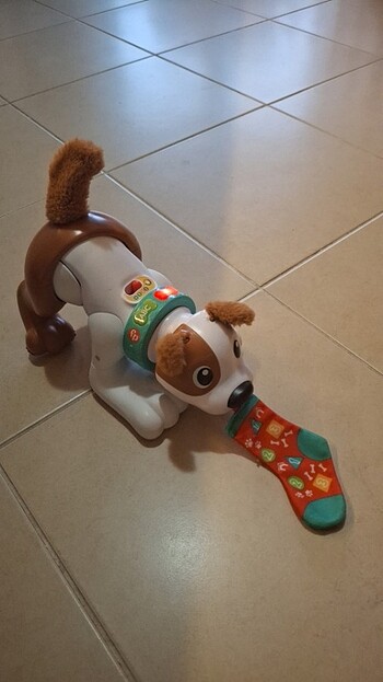 Beden Renk Eğitici köpek