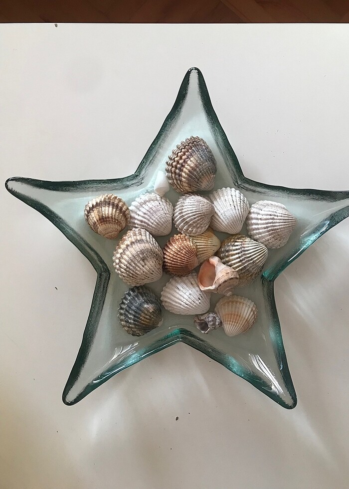 Deniz kabukları - Görsel 2