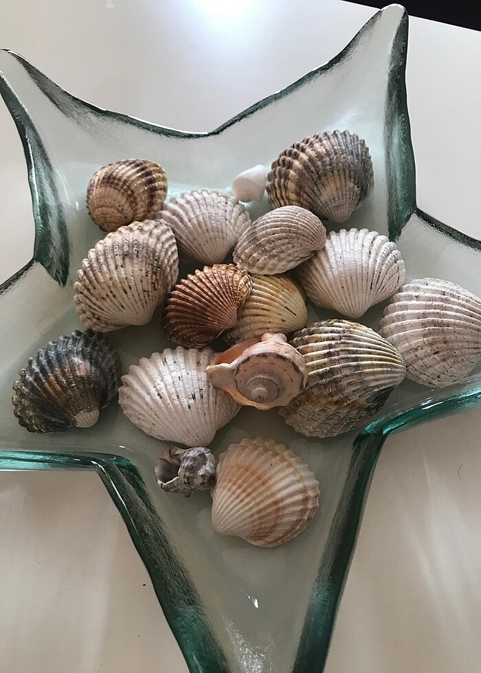 Deniz kabukları - Görsel 3