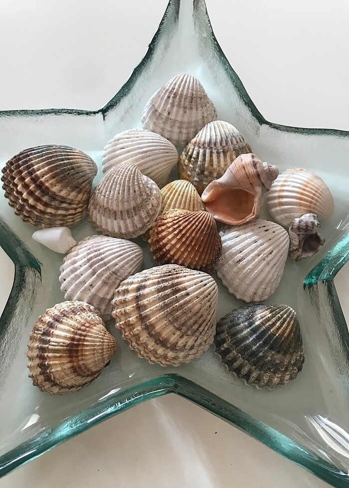 Deniz kabukları - Görsel 4