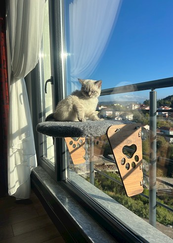 Kedi malzemeleri - Görsel 5