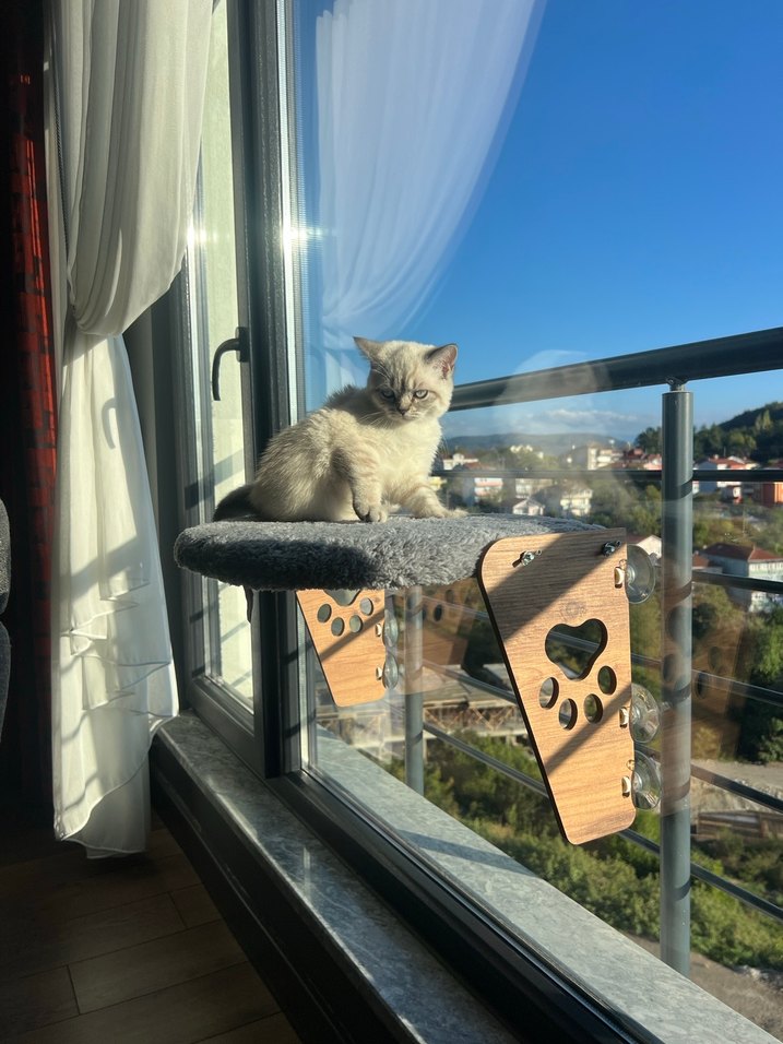 Kedi malzemeleri - Görsel 5