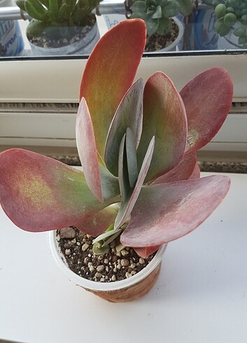 Beden kırmızı Renk Kalanchoe thyrsiflora