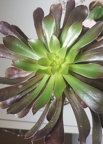 Aeonium siyah inci