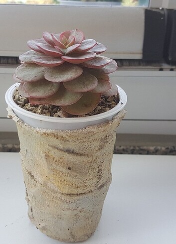 Beden Echeveria Suyon