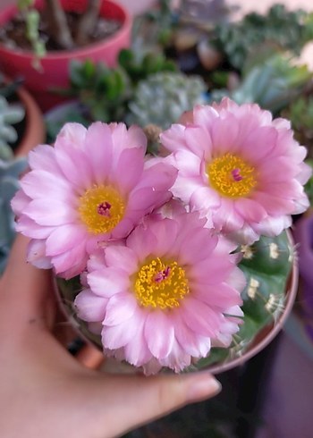 Yuvarlak Kaktüs Saksıda - Görsel 3