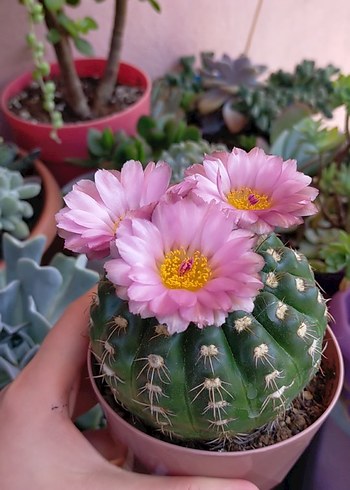 Yuvarlak Kaktüs Saksıda - Görsel 2