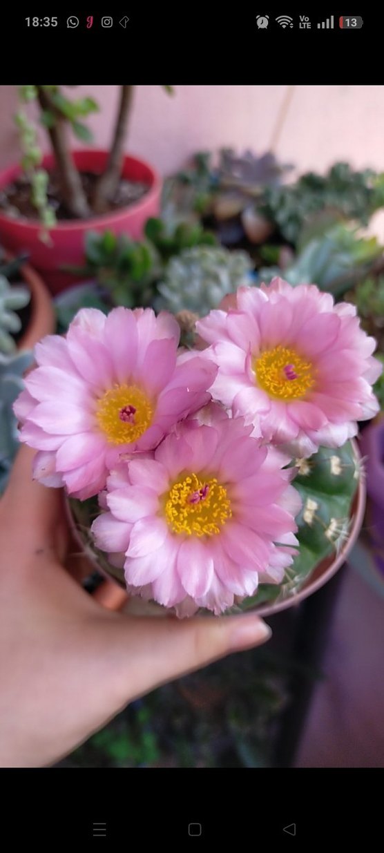 Yuvarlak Kaktüs Saksıda - Görsel 3