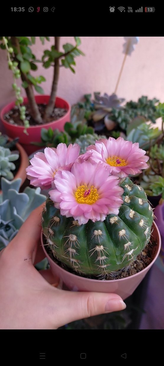 Yuvarlak Kaktüs Saksıda - Görsel 2