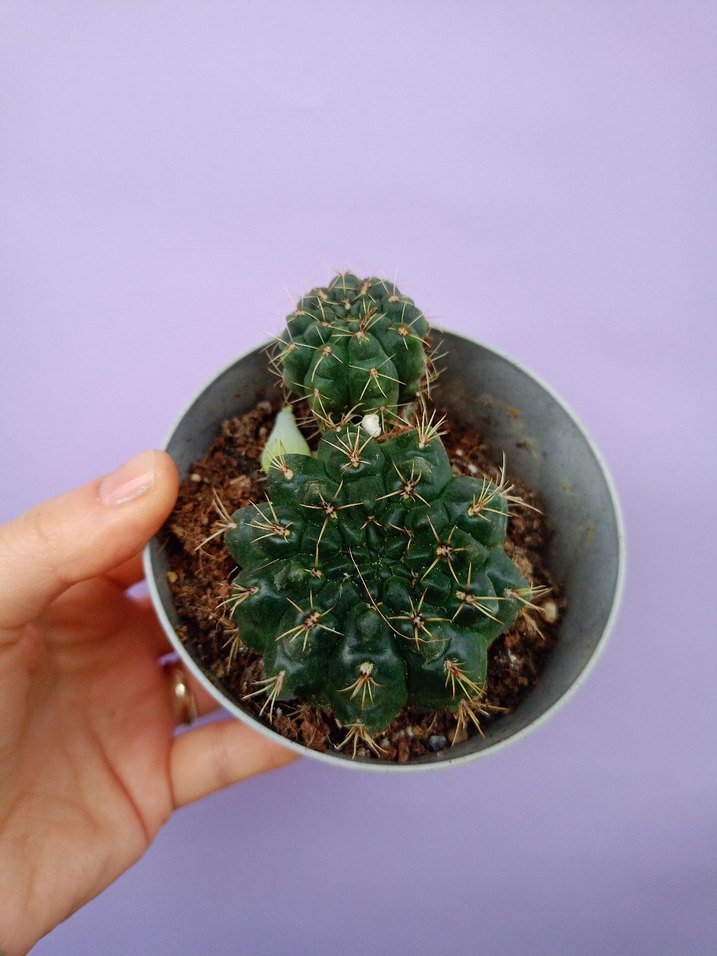 Kırmızı Çiçekli Mini Kaktüs Saksı - Görsel 2