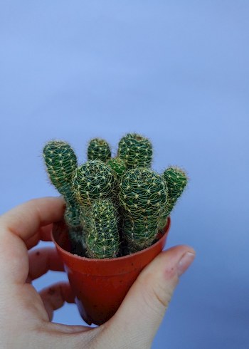 Koyu Sarı Dekoratif Çiçek - Görsel 2