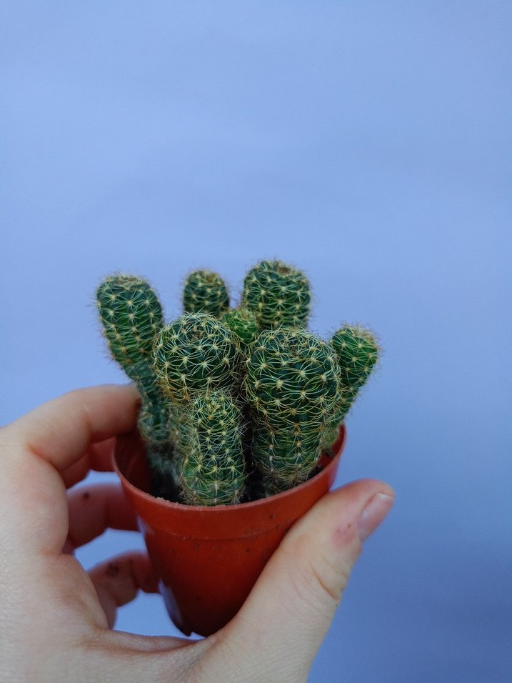 Koyu Sarı Dekoratif Çiçek - Görsel 2