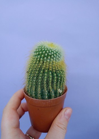 Renkli Sarı Kaktüs Saksı Bitkisi - Görsel 2