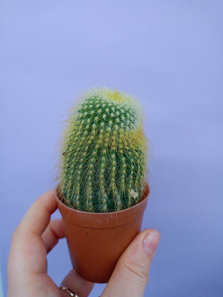 Renkli Sarı Kaktüs Saksı Bitkisi - Görsel 2