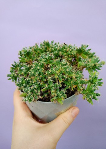 Pastel Mor Kaktüs Çiçeği - Görsel 3