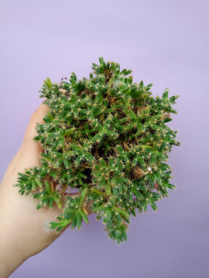 Pastel Mor Kaktüs Çiçeği - Görsel 2