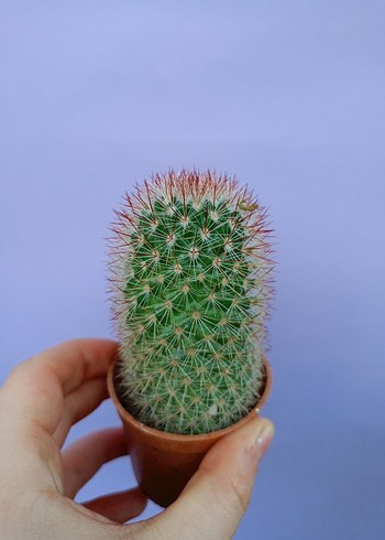 Renkli Kaktüs Saksıda - Görsel 2