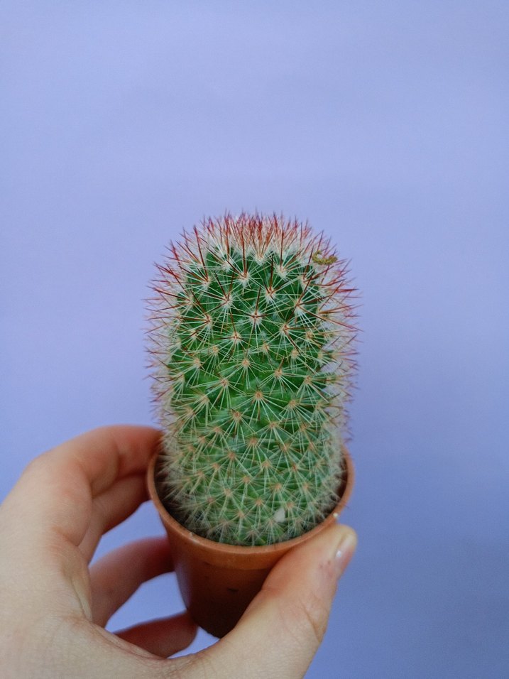 Renkli Kaktüs Saksıda - Görsel 2