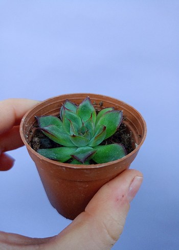 Canlı Yeşil Sukulent Saksı Bitkisi - Görsel 2