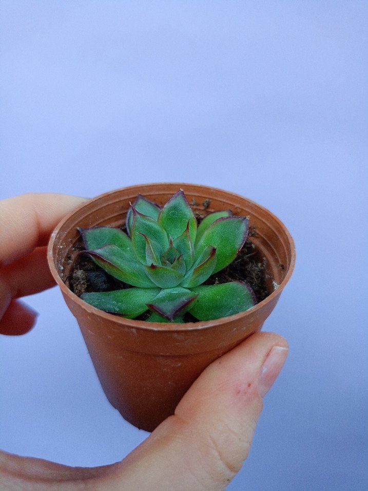 Canlı Yeşil Sukulent Saksı Bitkisi - Görsel 2