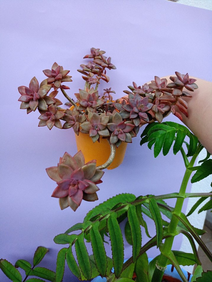 vera Sukulent Saksıda - Görsel 2