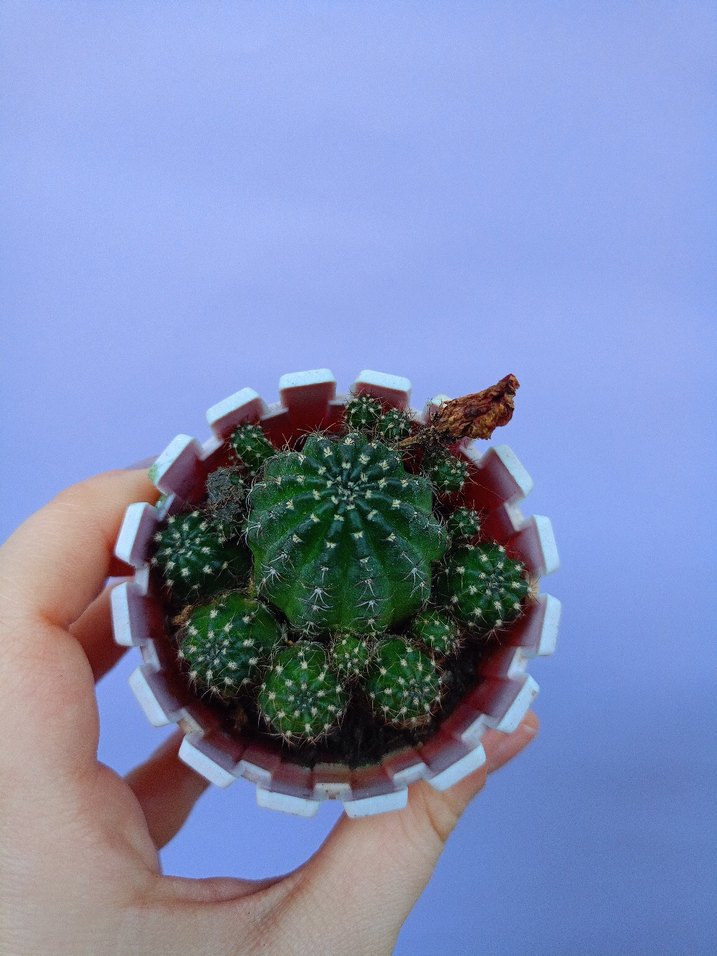 Canlı Kırmızı Kaktüs Çiçeği - Görsel 2