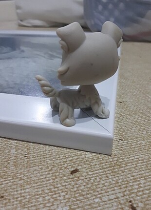  Köpek Miniş 