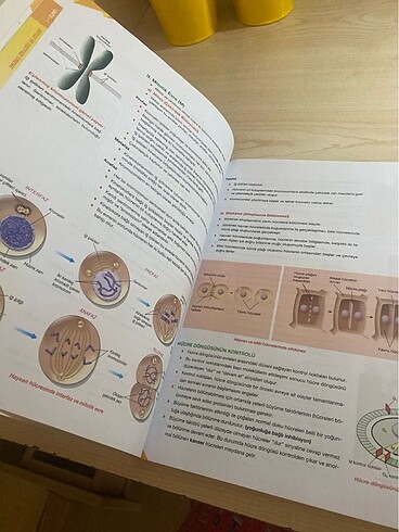 10.sınıf biyoloji testi palme - Görsel 7