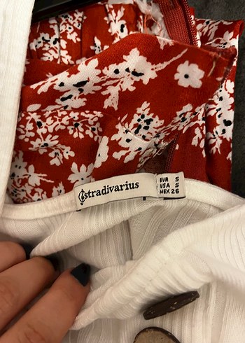Stradivarius stradivarius crop