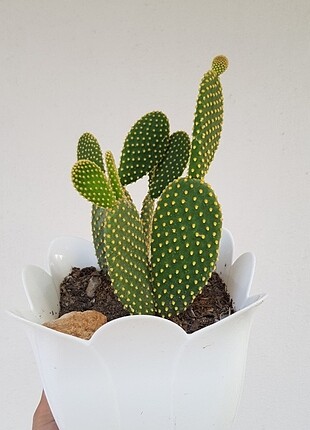 Opuntia 