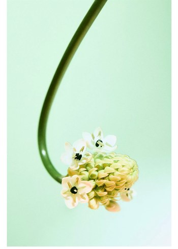 Zara Unusual Flower Kadın Parfümü sıfır orijinal - Görsel 5