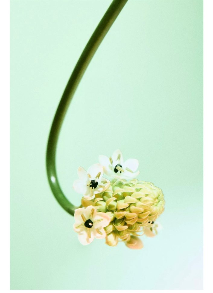 Zara Unusual Flower Kadın Parfümü sıfır orijinal - Görsel 5