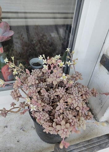 Graptoveria miniare
